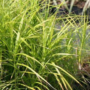 Carex muskingumensis