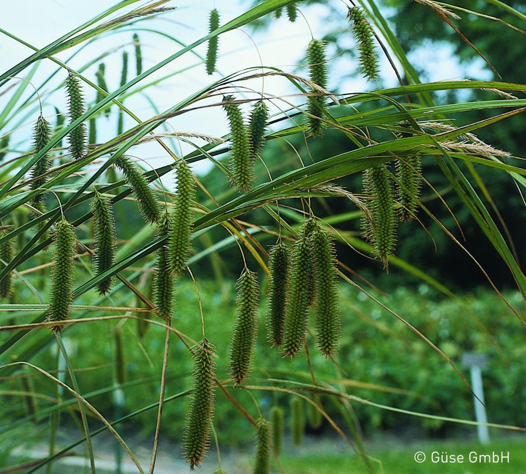 Carex pseudocyperus