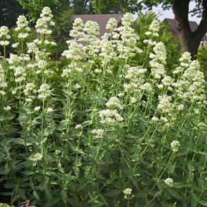 Centranthus ruber 'Albus'
