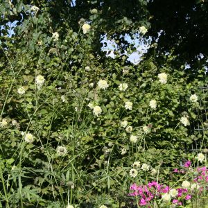 Cephalaria gigantea