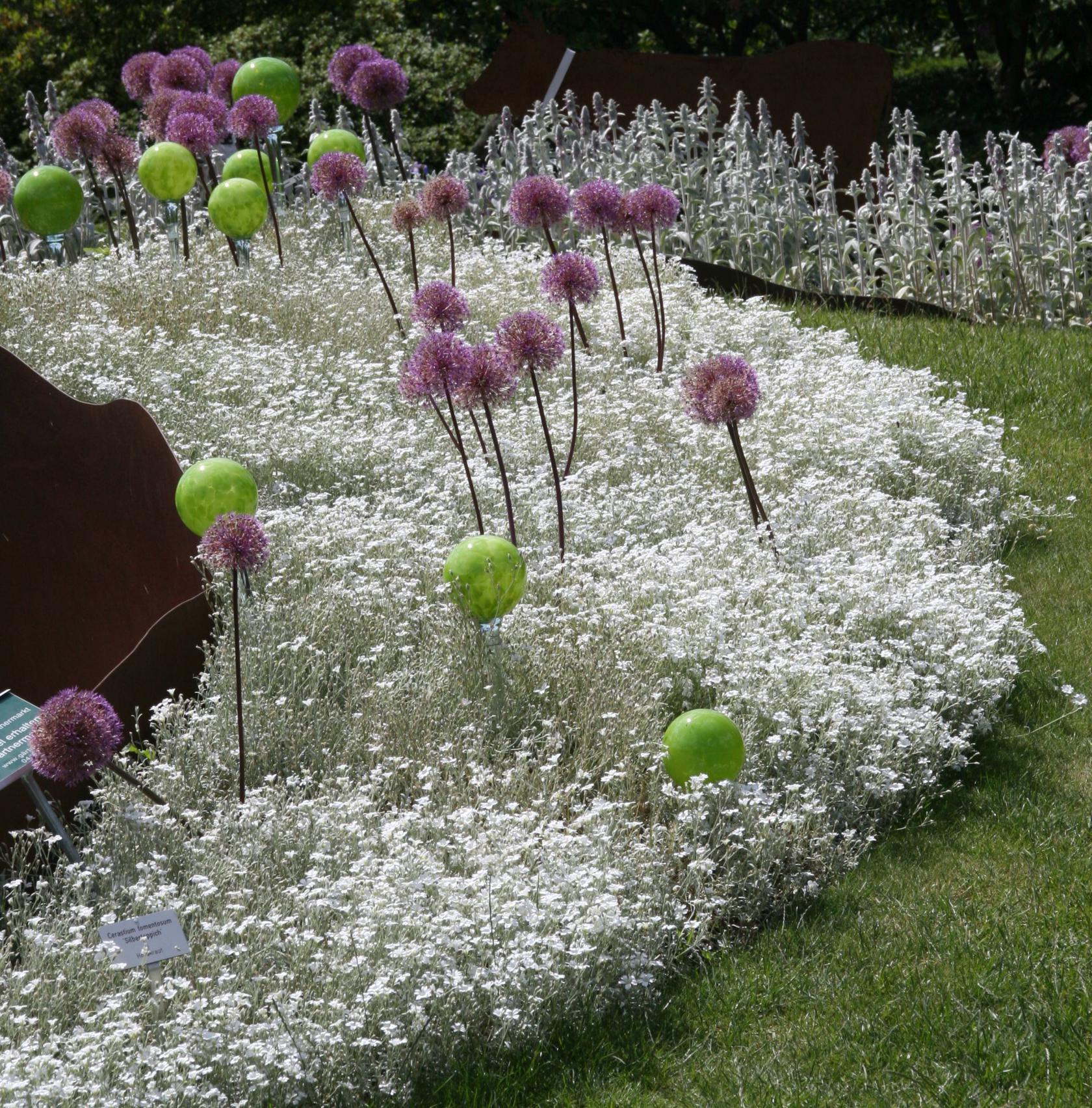 Cerastium tomentosum 'Silberteppich'