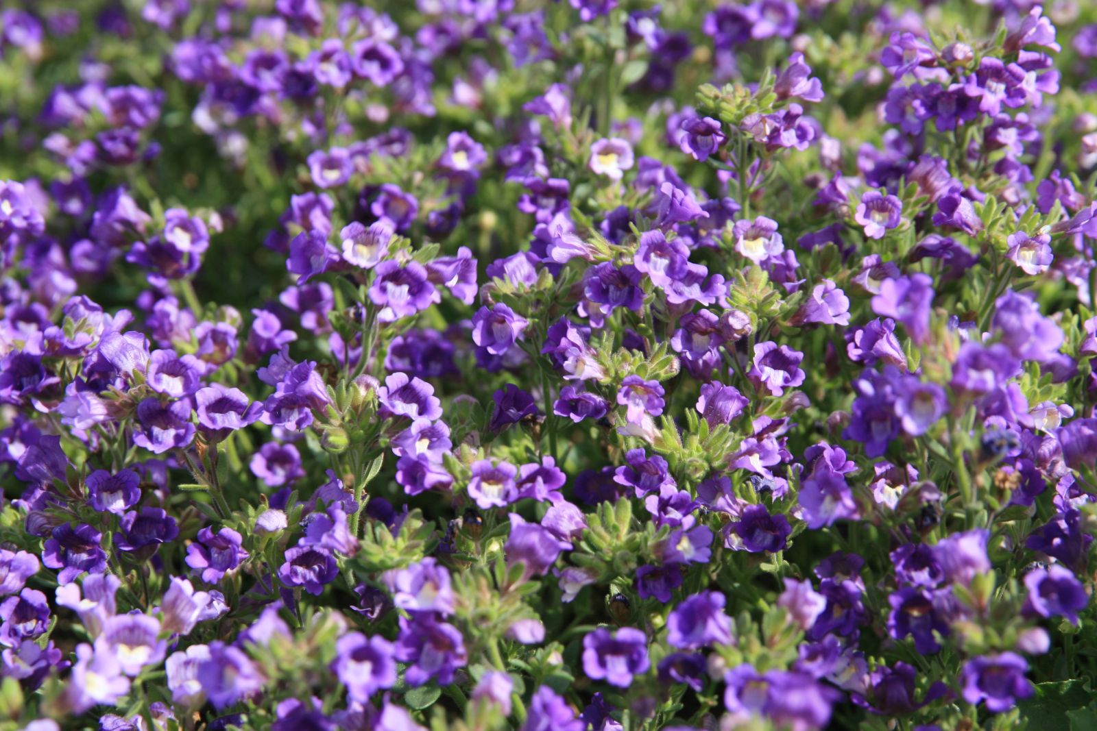 Chaenorrhinum origanifolium 'Blue Dream'