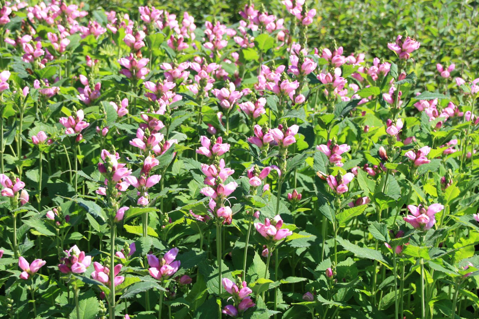 Chelone obliqua