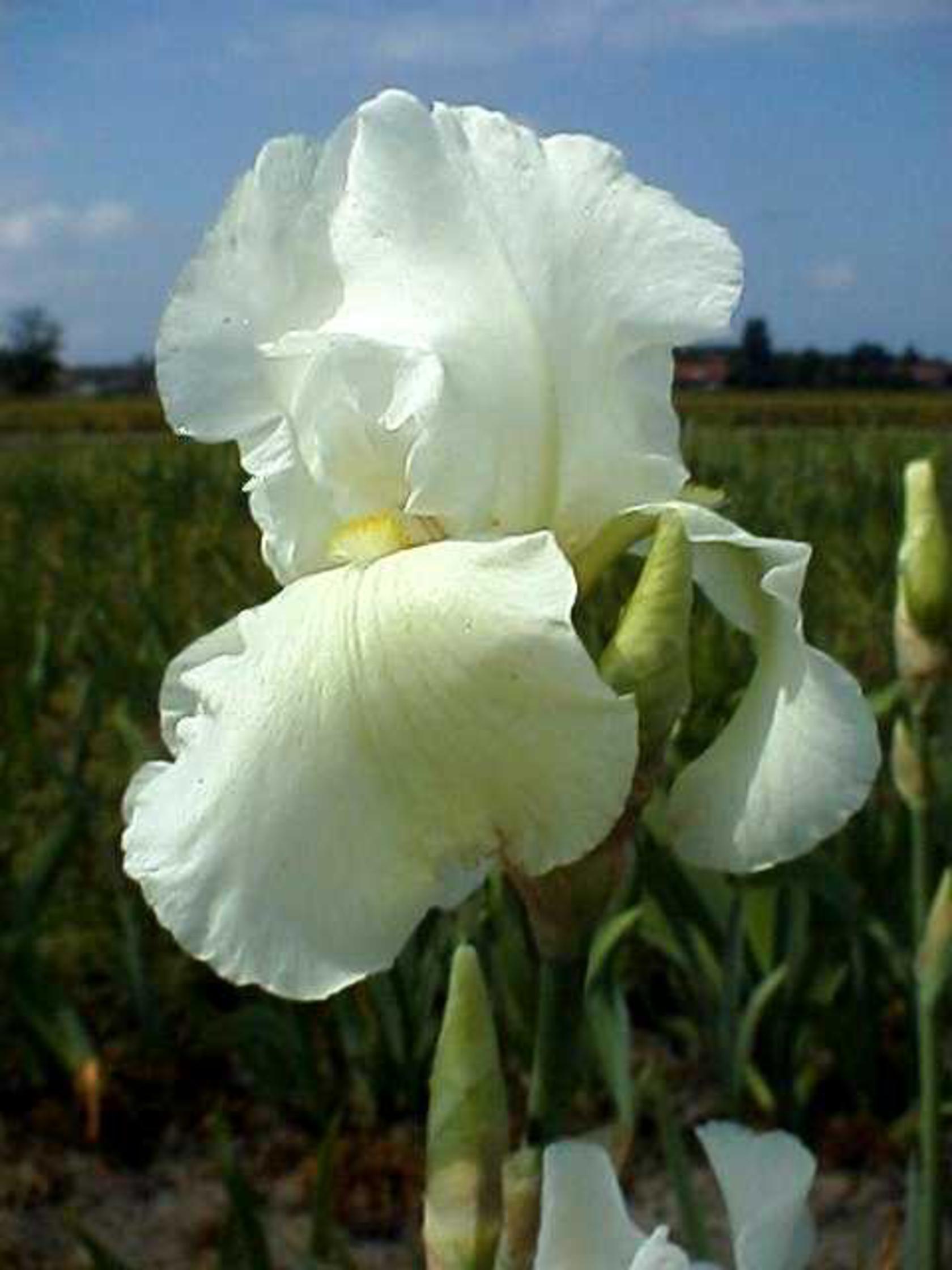 Iris x barbata elatior 'Cliffs of Dover'