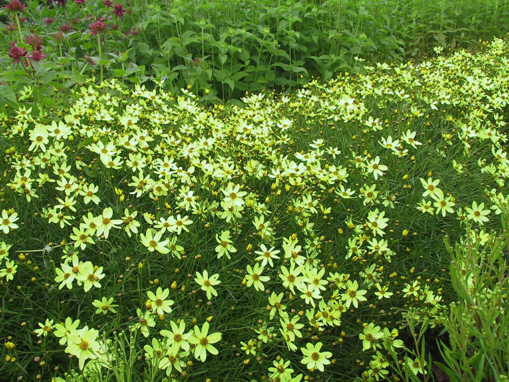 Coreopsis verticillata 'Moonbeam'