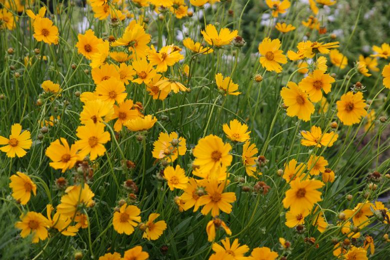 Coreopsis grandiflora 'Schnittgold'