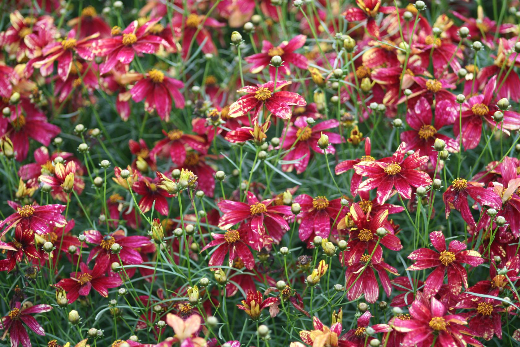 Coreopsis verticillata 'Route 66' -S-