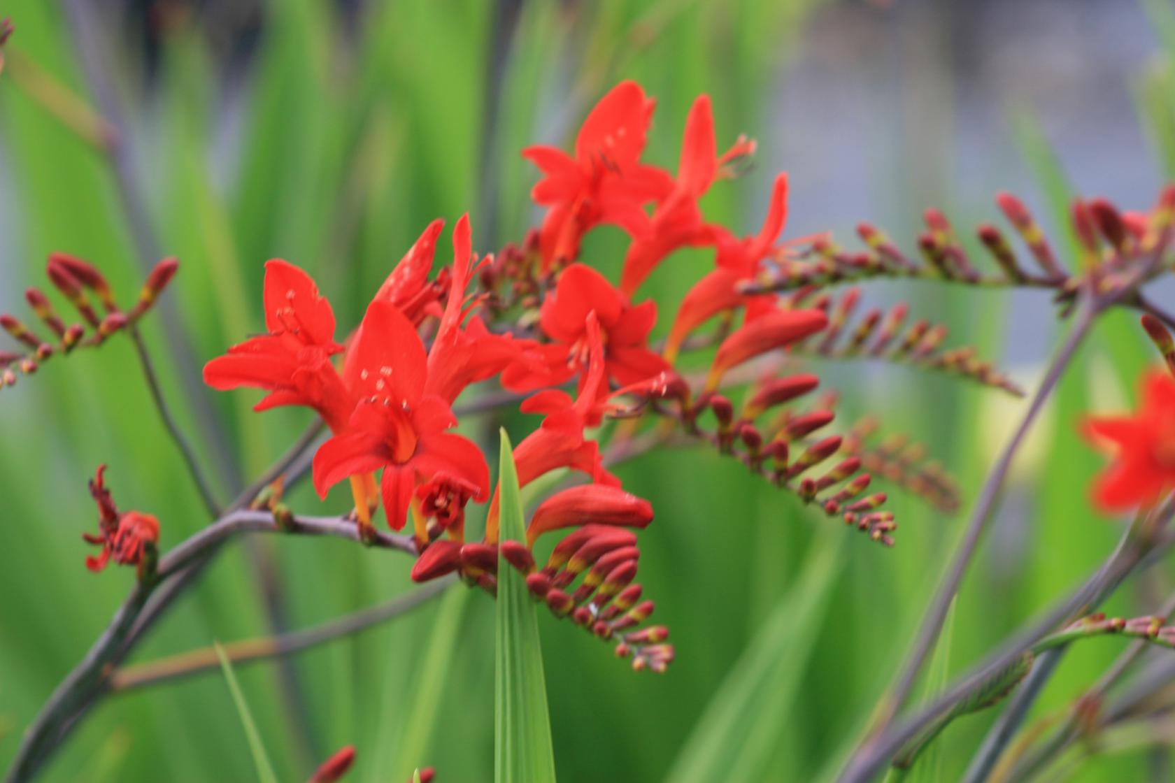 Crocosmia x crocosmiiflora 'Lucifer'