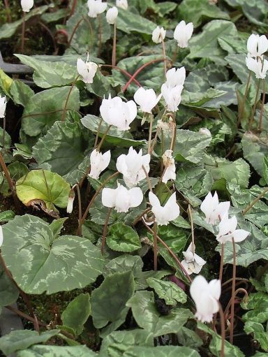 Cyclamen hederifolium 'Album'