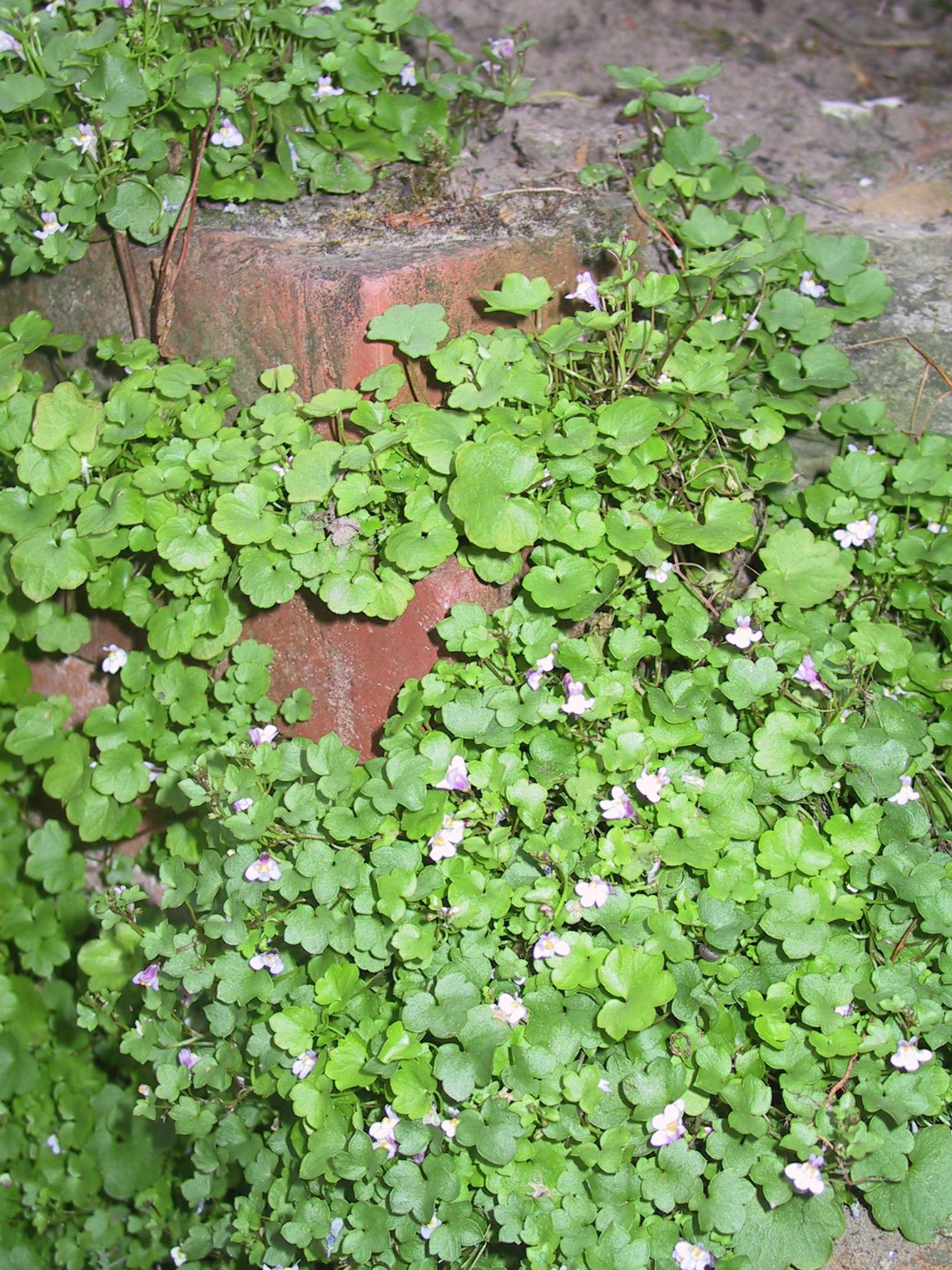 Cymbalaria muralis