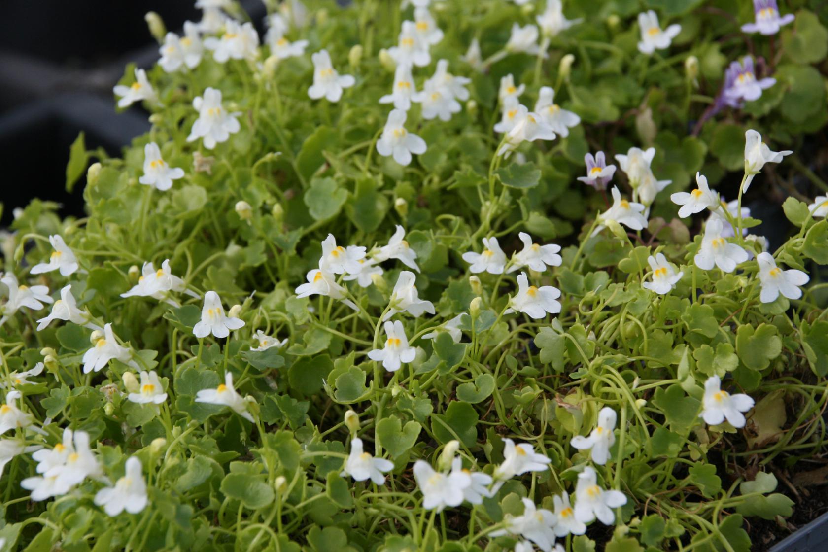 Cymbalaria pallida 'Albiflora'