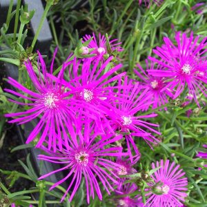 Delosperma cooperi