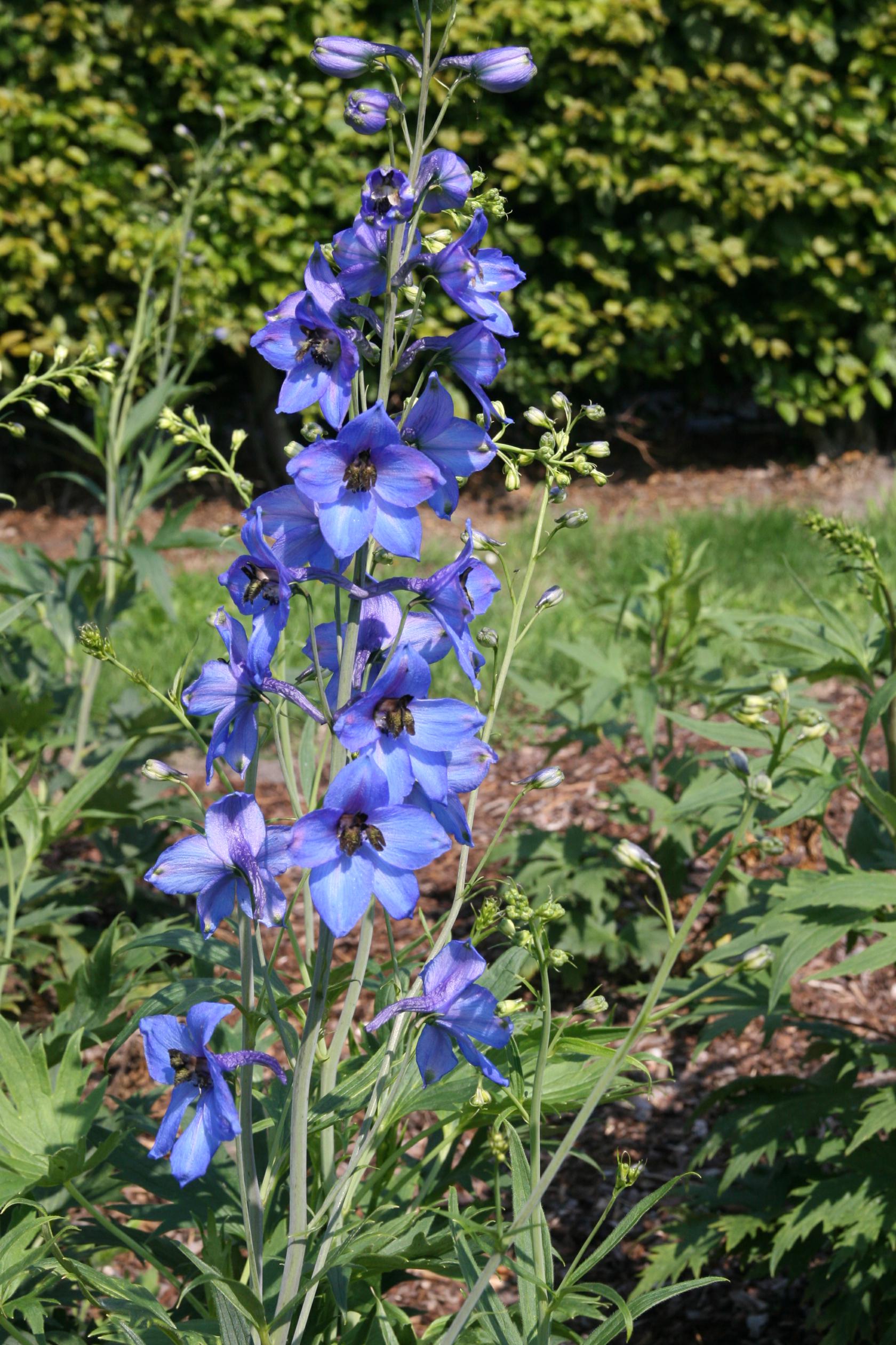 Delphinium x elatum 'Blaustrahl'