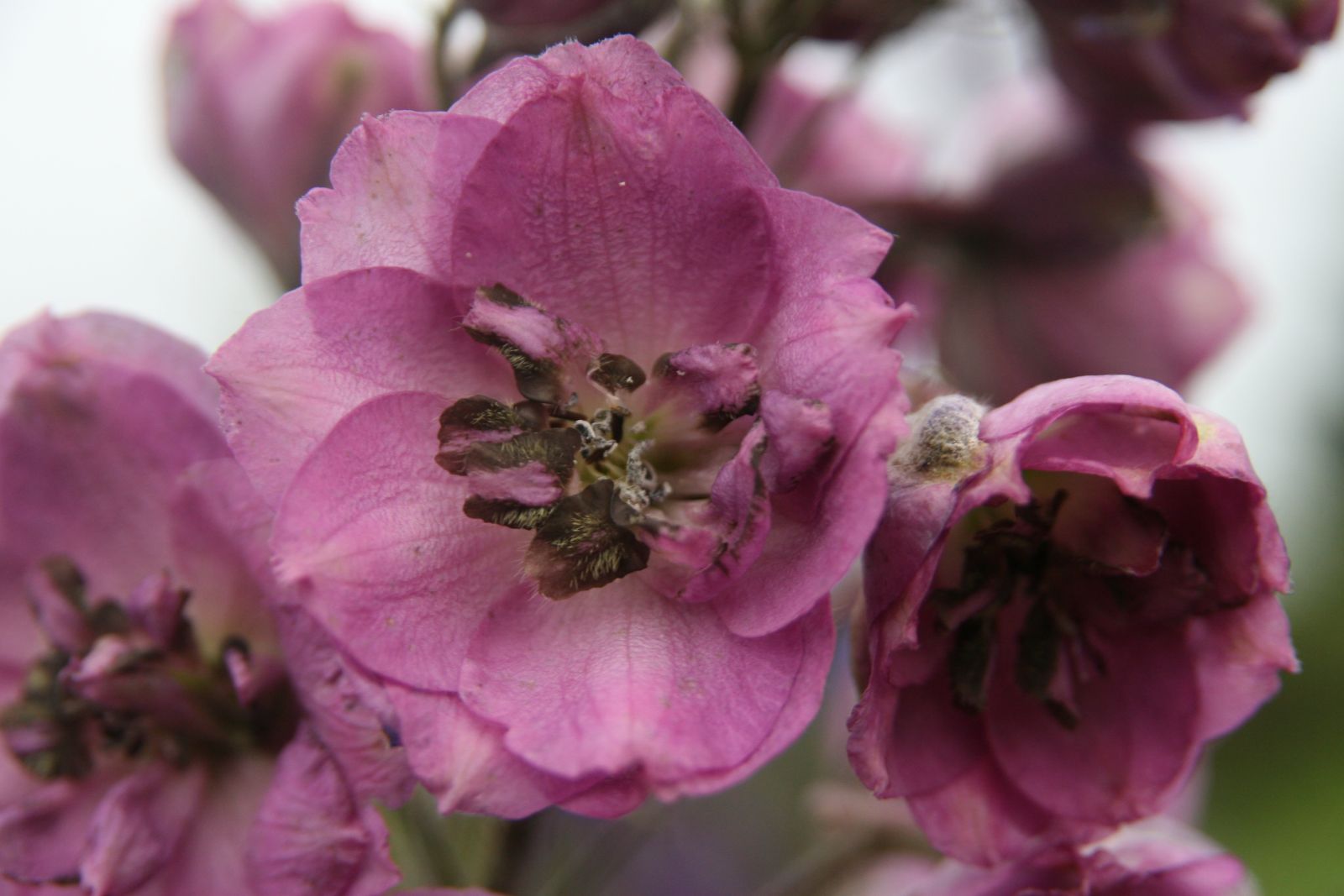 Delphinium New Millenium 'Dusky Maidens'