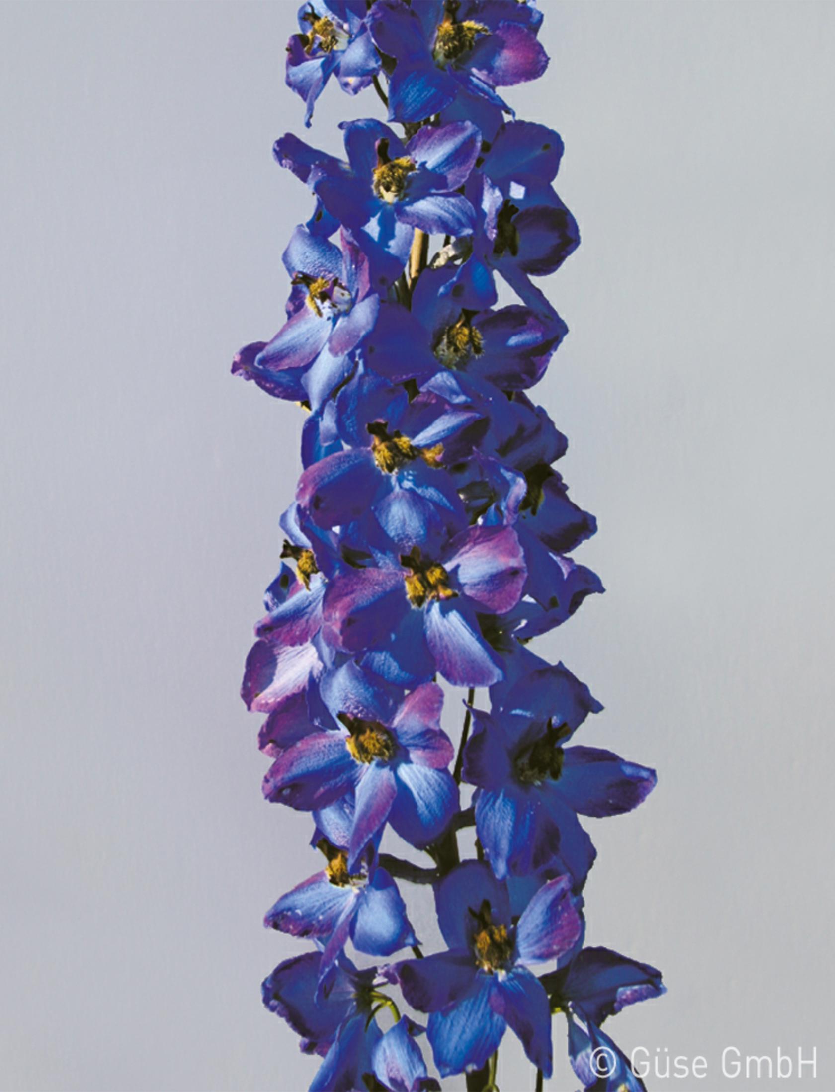 Delphinium x elatum 'Waldenburg'