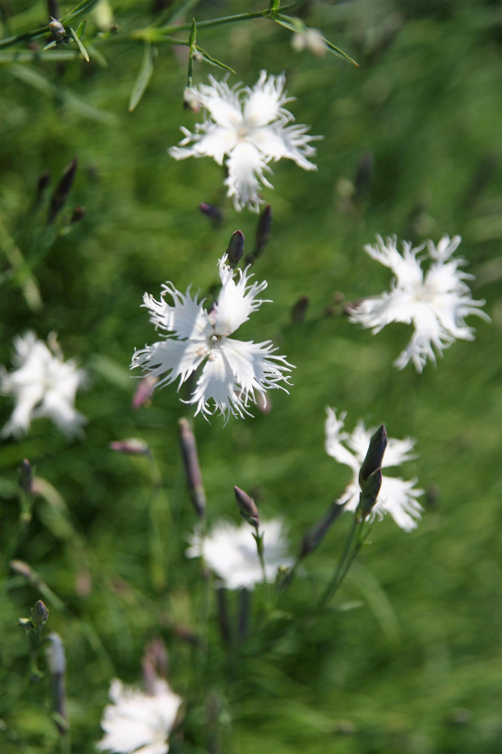 Dianthus arenarius