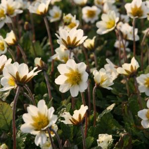 Dryas suendermanii