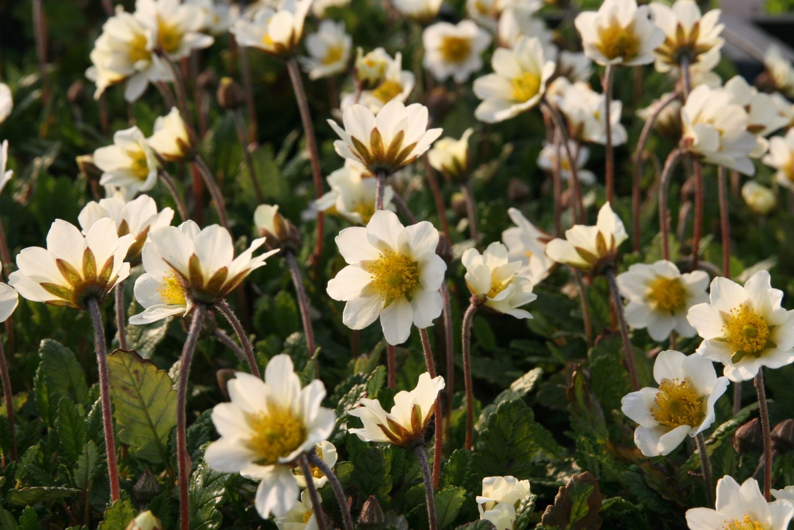 Dryas suendermanii