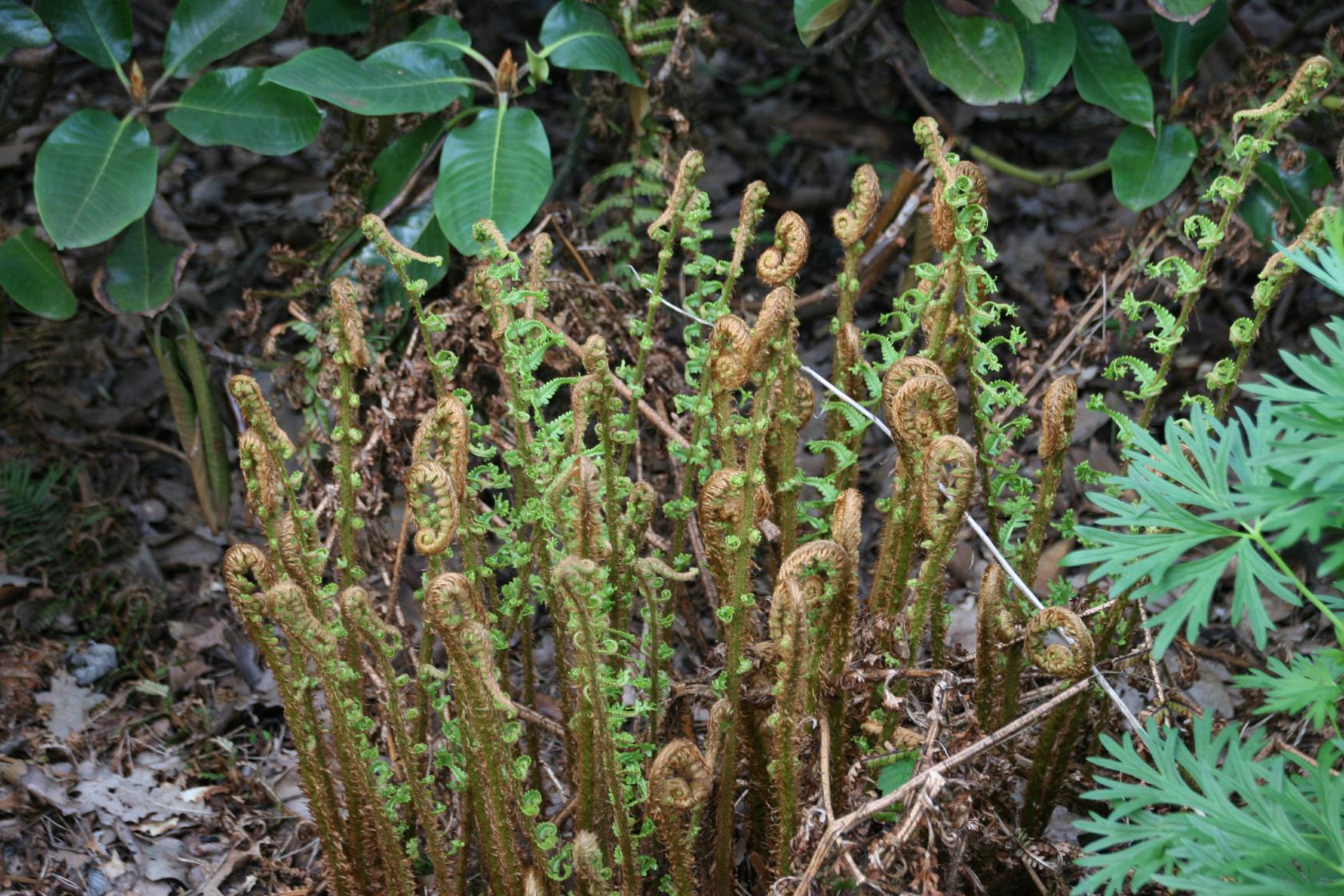 Dryopteris affinis 'Cristata The King'