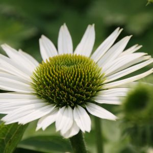 Echinacea purpurea 'Virgin'  (S)