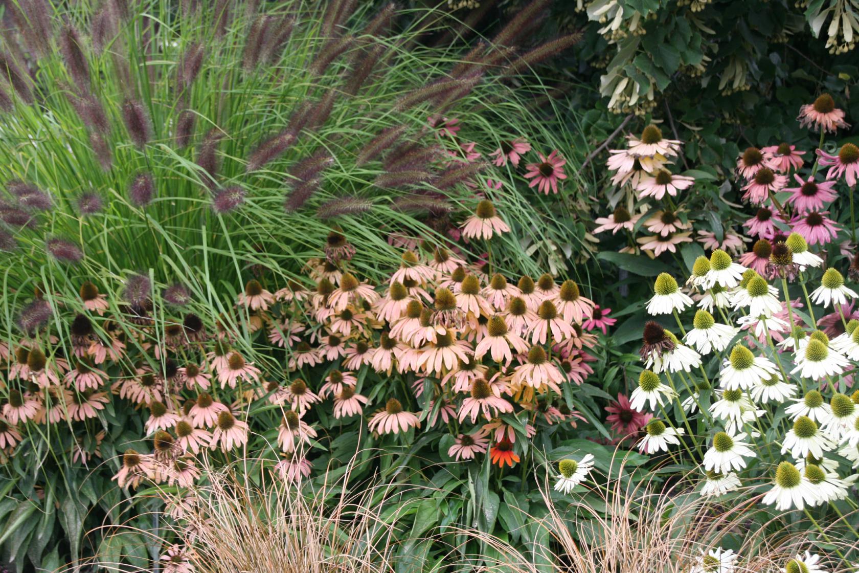 Echinacea purpurea 'Julia' (S)