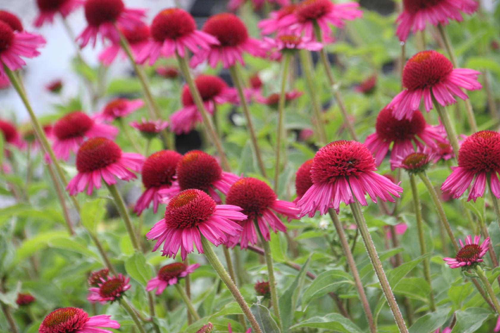 Echinacea purpurea 'Delicious Candy' (S)