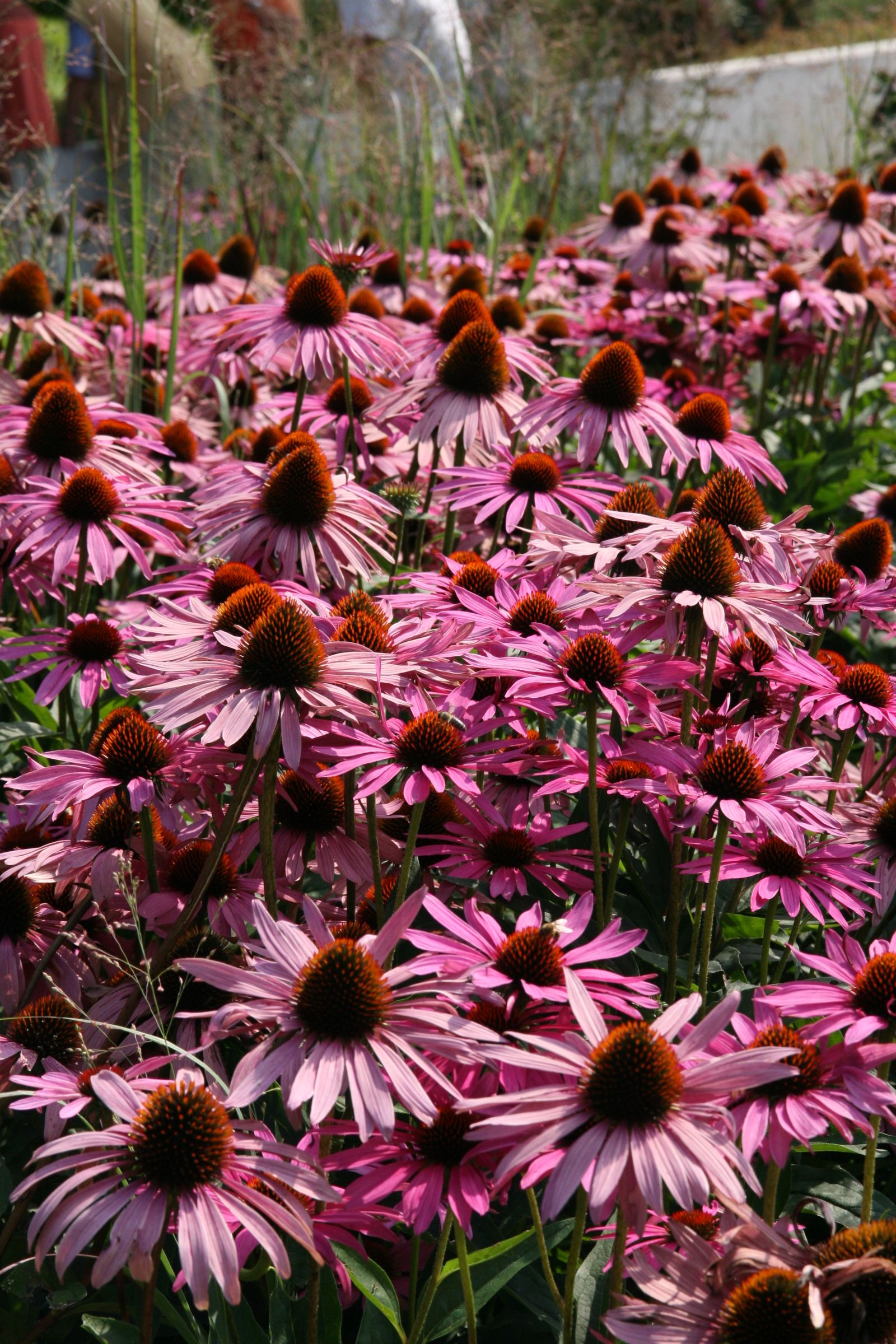 Echinacea purpurea 'Rubinstern'