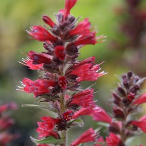 Echium russicum