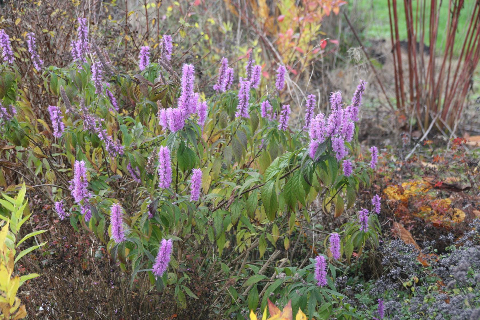 Elsholtzia stauntonii