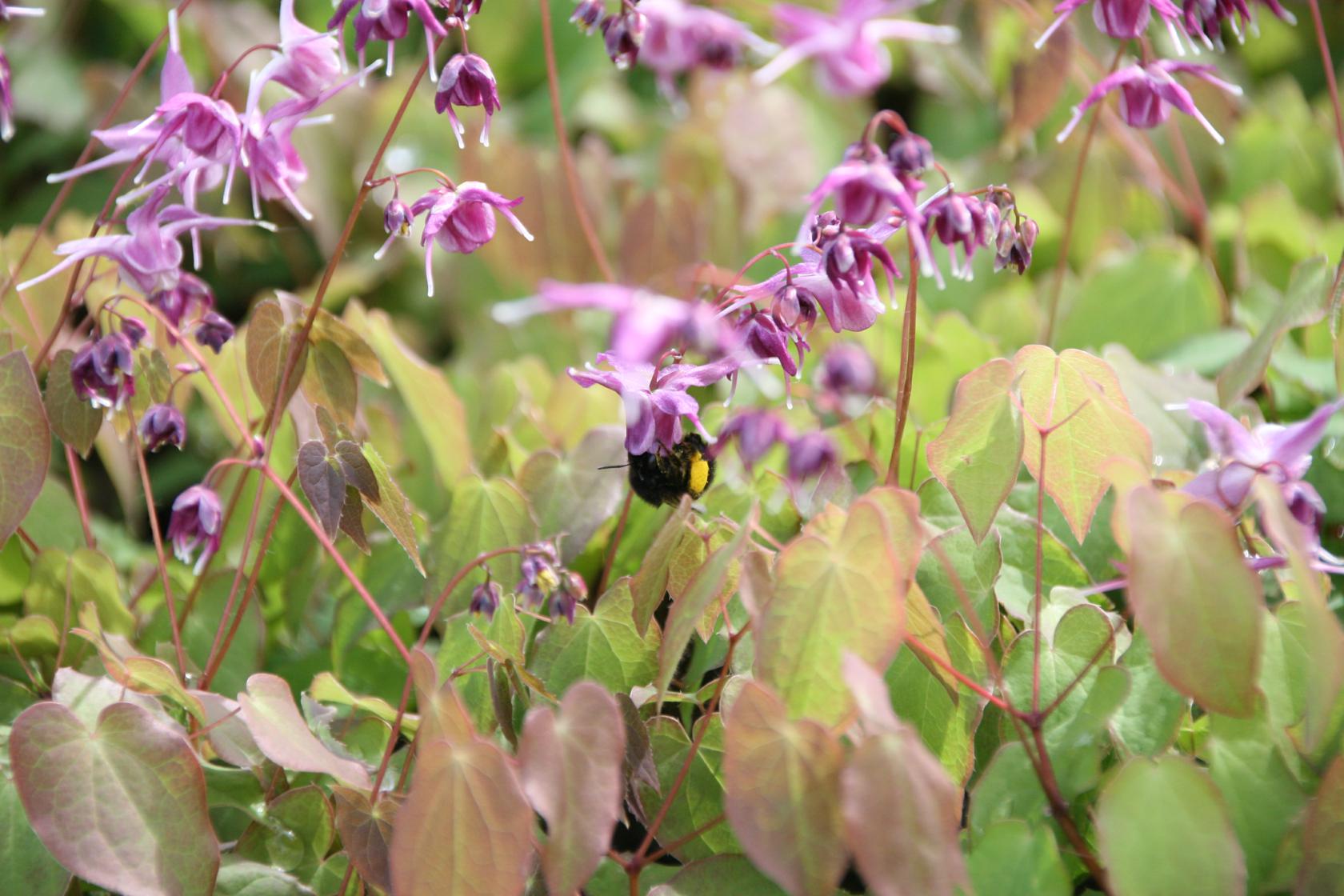 Epimedium grandiflorum 'Akebono'