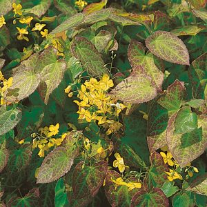 Epimedium pinnatum ssp.colchicum