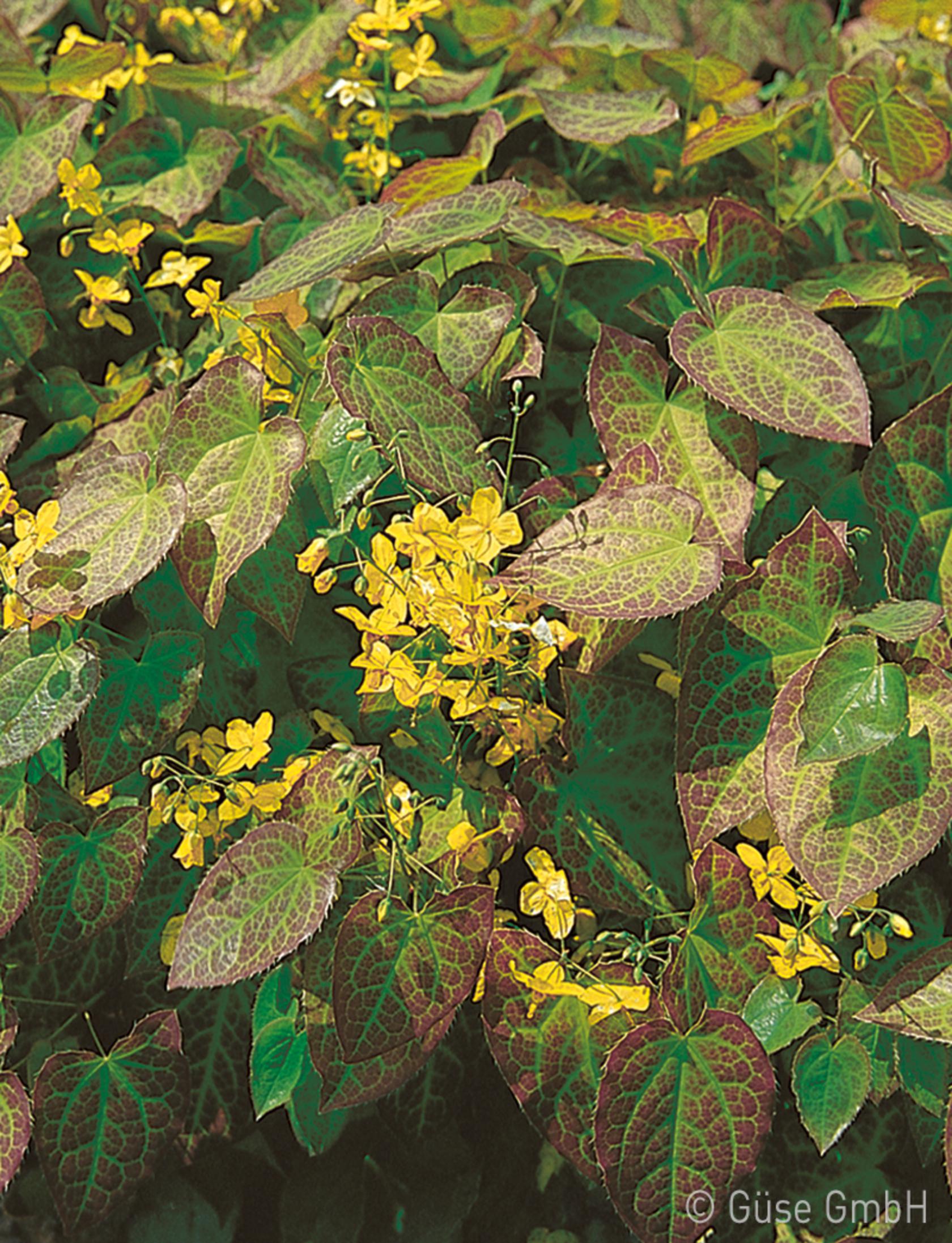 Epimedium pinnatum ssp.colchicum