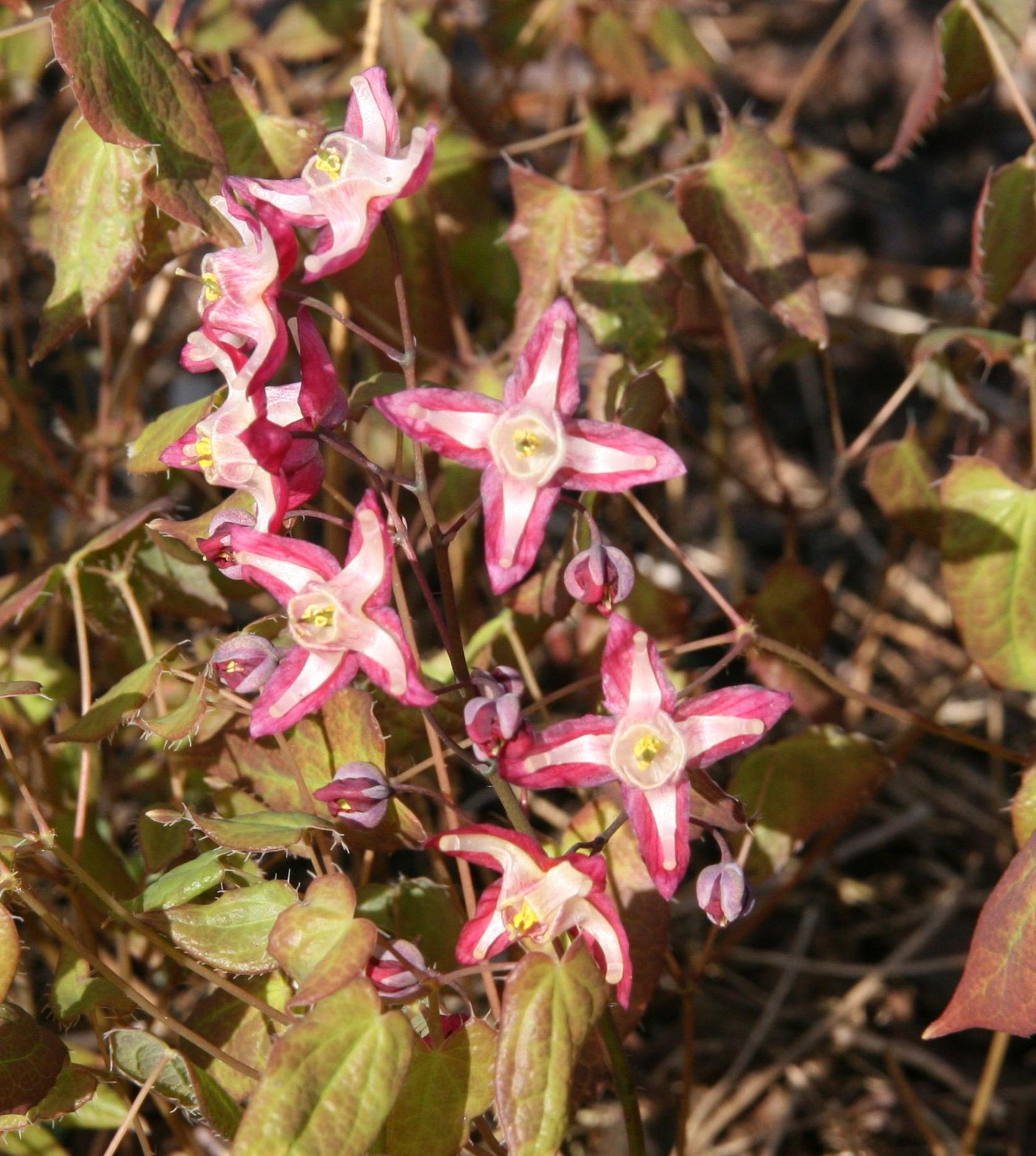 Epimedium x rubrum 'Galadriel'