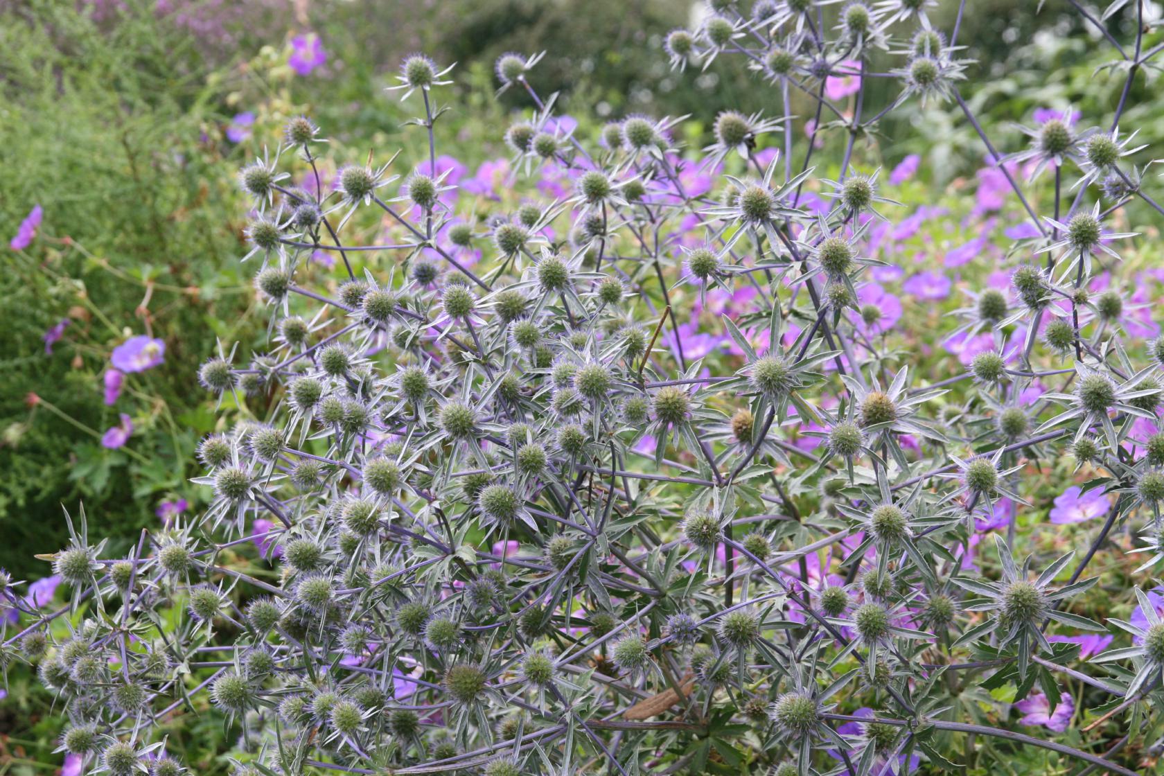 Eryngium planum 'Blaukappe'