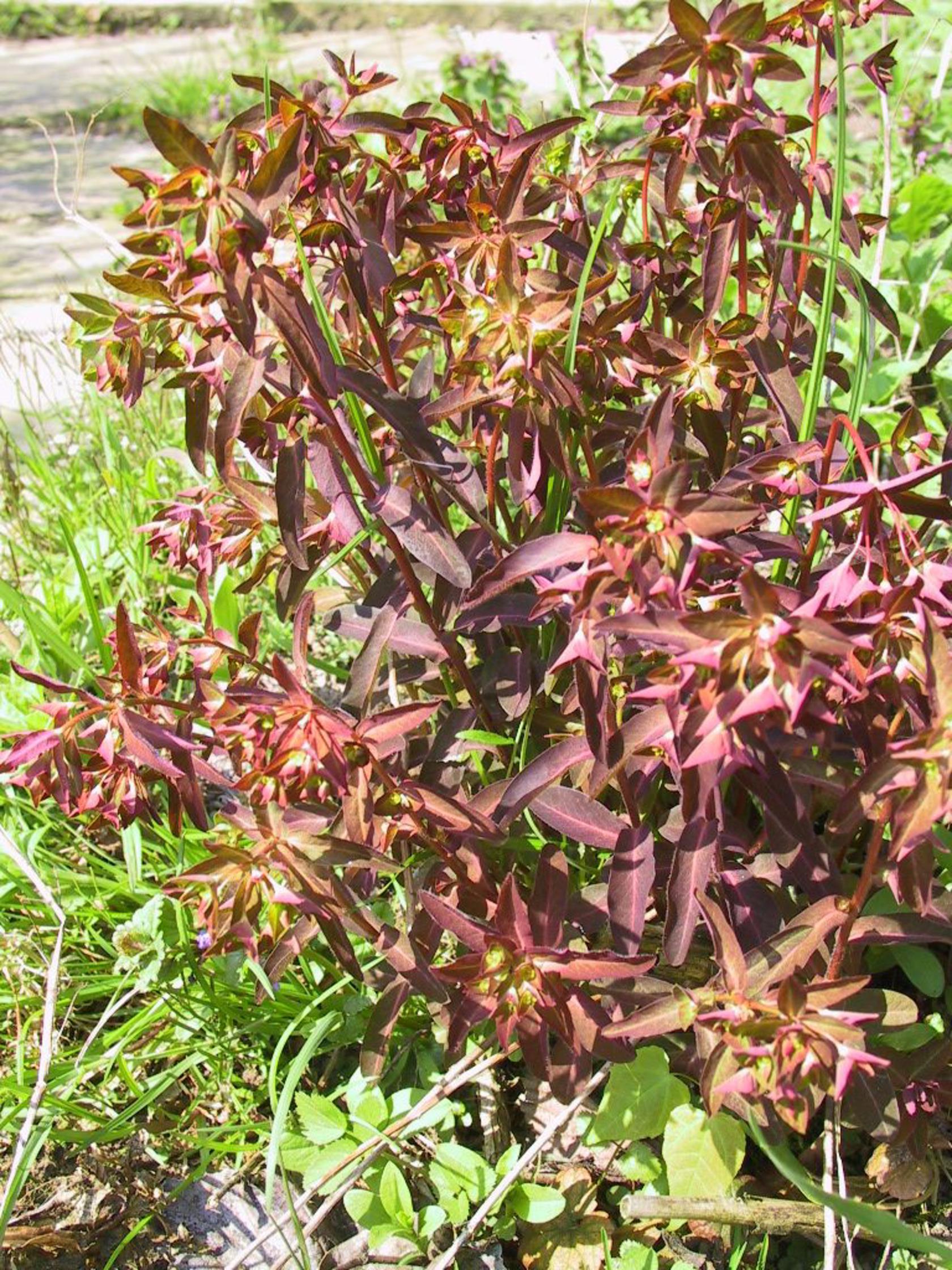 Euphorbia dulcis 'Chameleon'