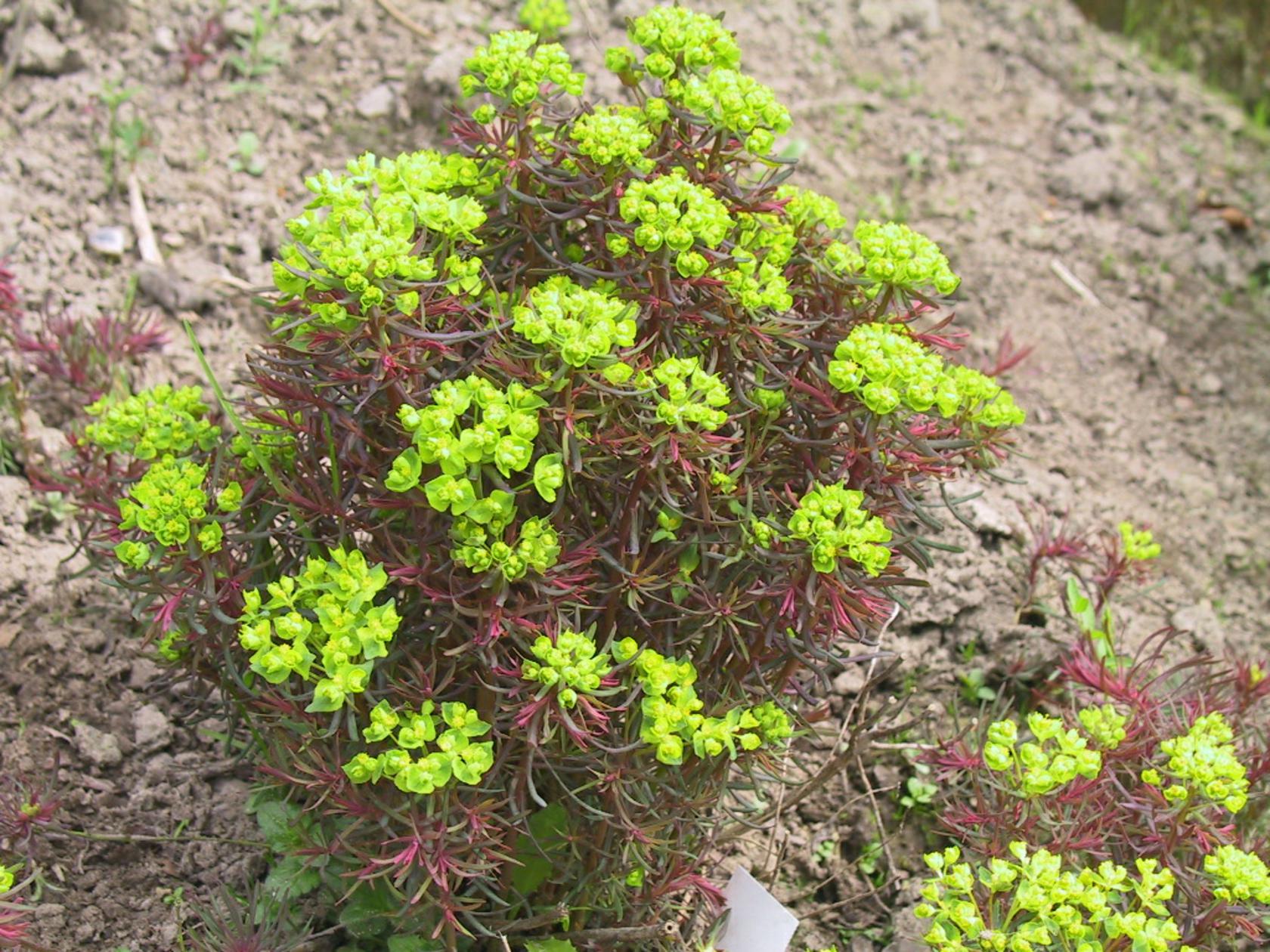 Euphorbia cyparissias 'Fens Ruby'