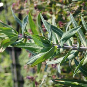 Euphorbia lathyris