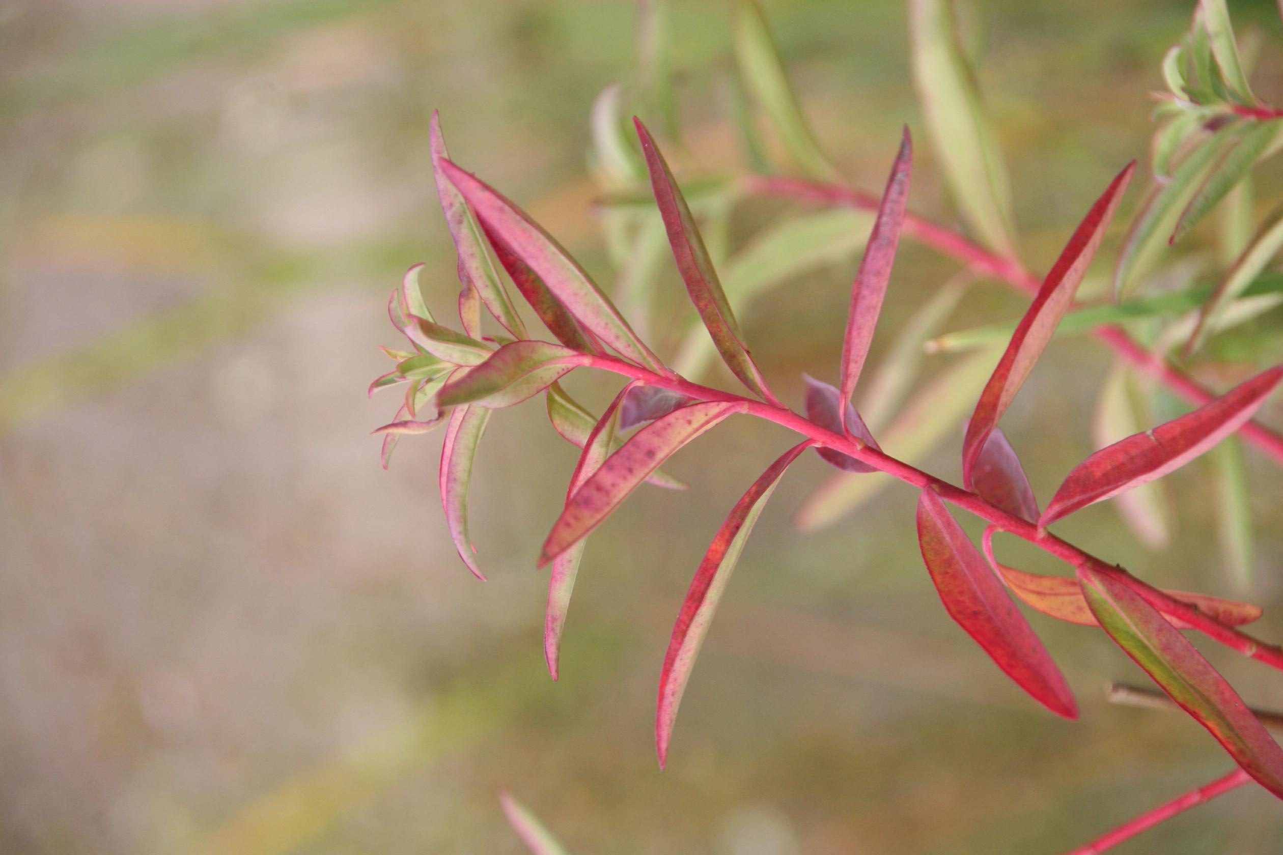 Euphorbia palustris 'Teichlaterne'