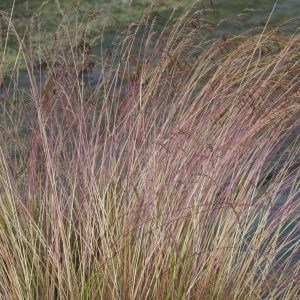 Festuca amethystina
