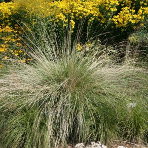 Festuca mairei