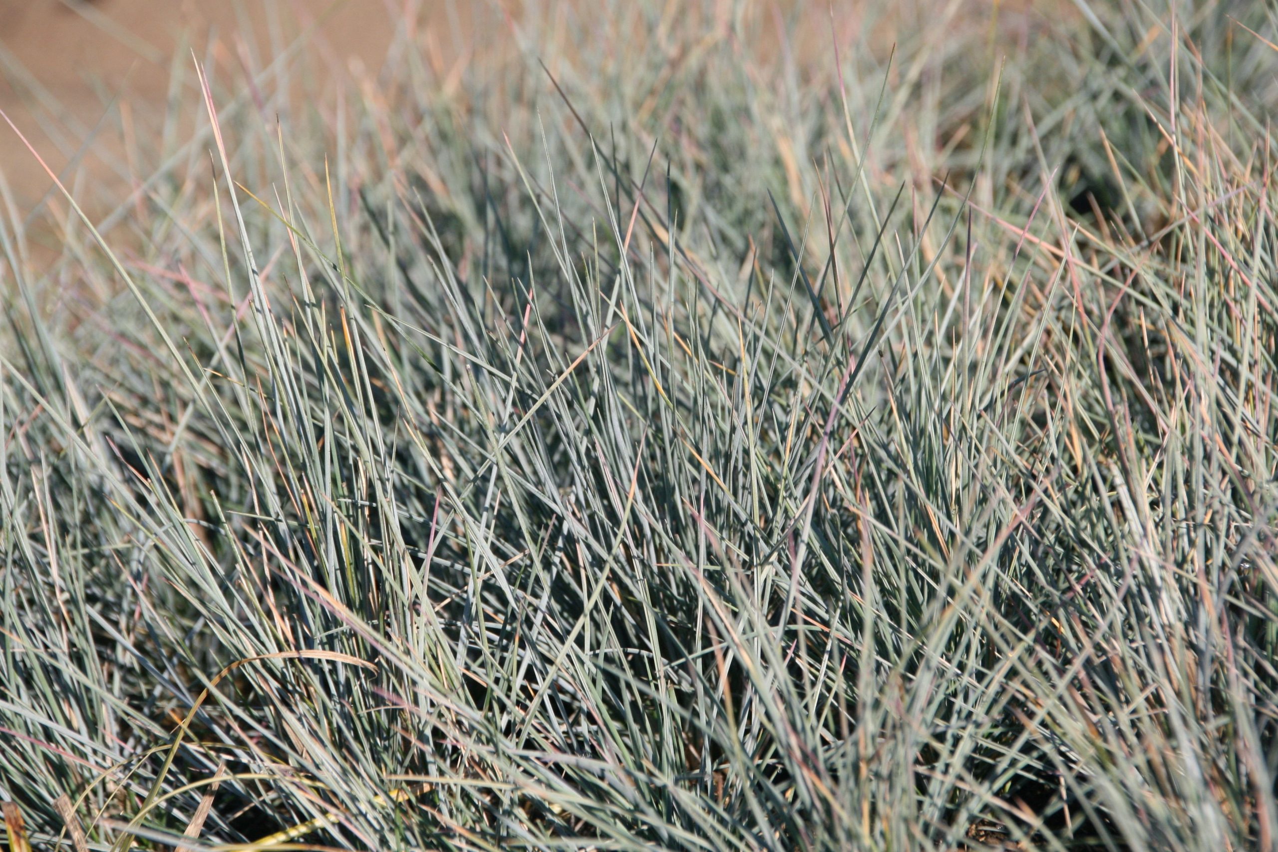 Festuca cinerea 'Uchte'
