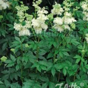 Filipendula ulmaria