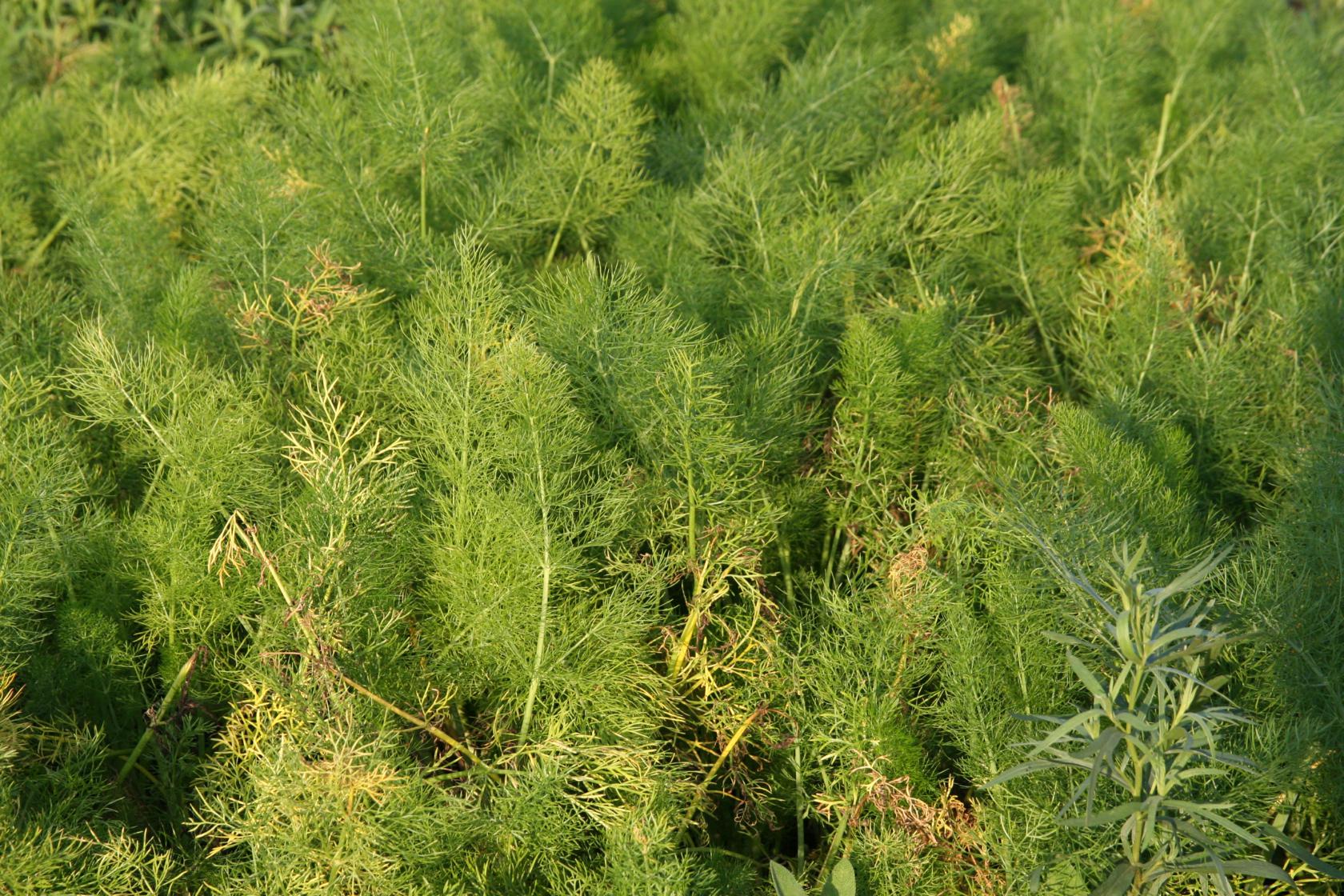 Foeniculum vulgare