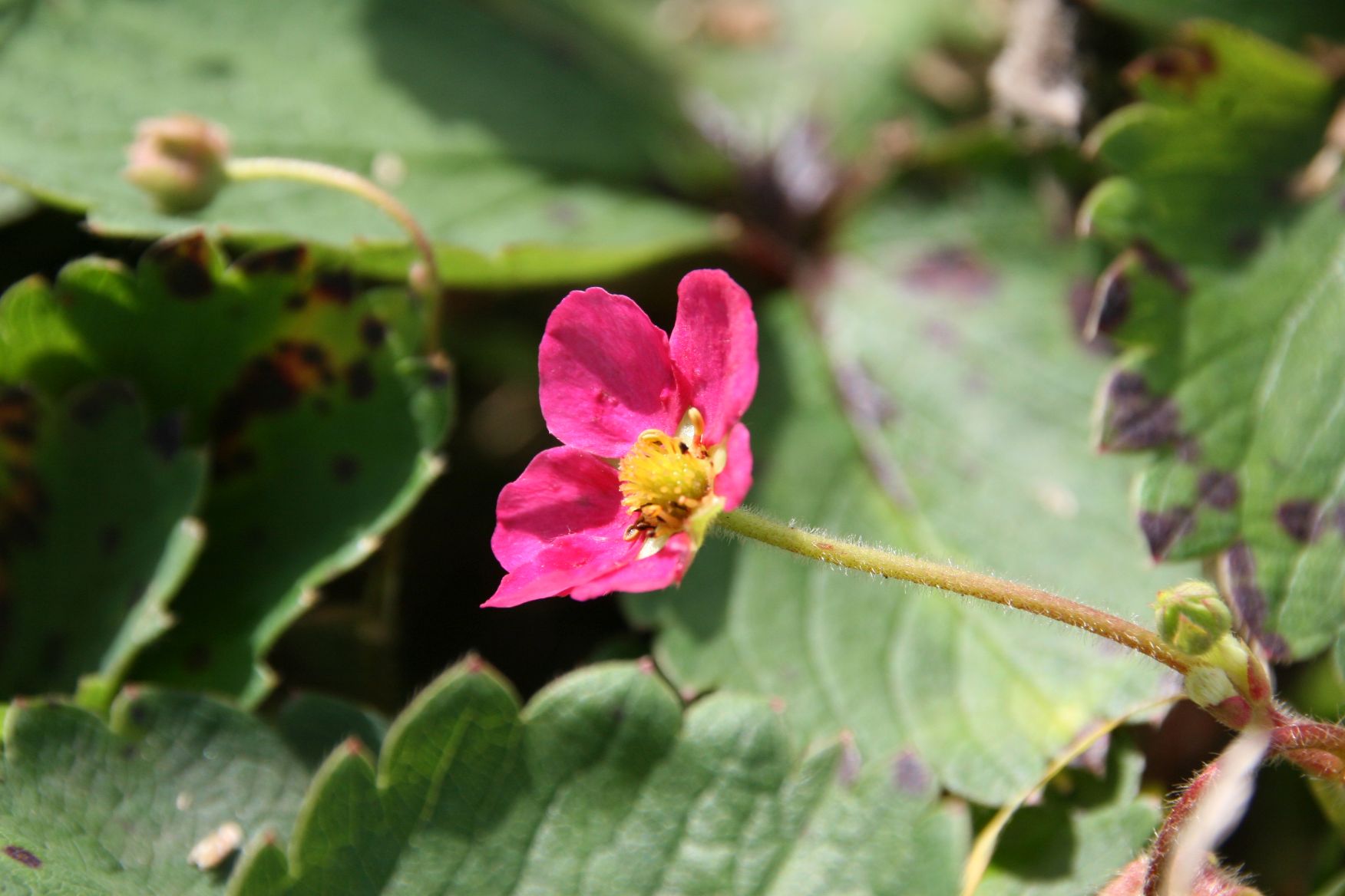 Fragaria ananassa 'Lipstick' (S)