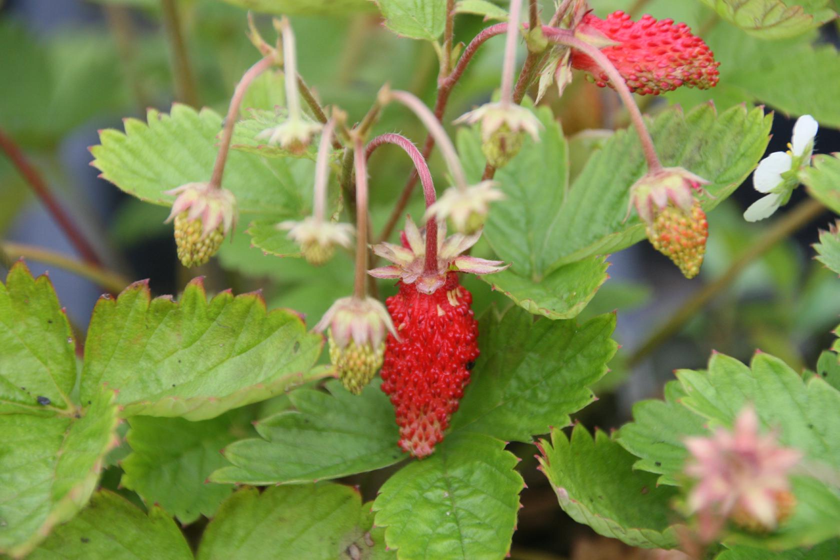 Fragaria vesca 'Alexandria'