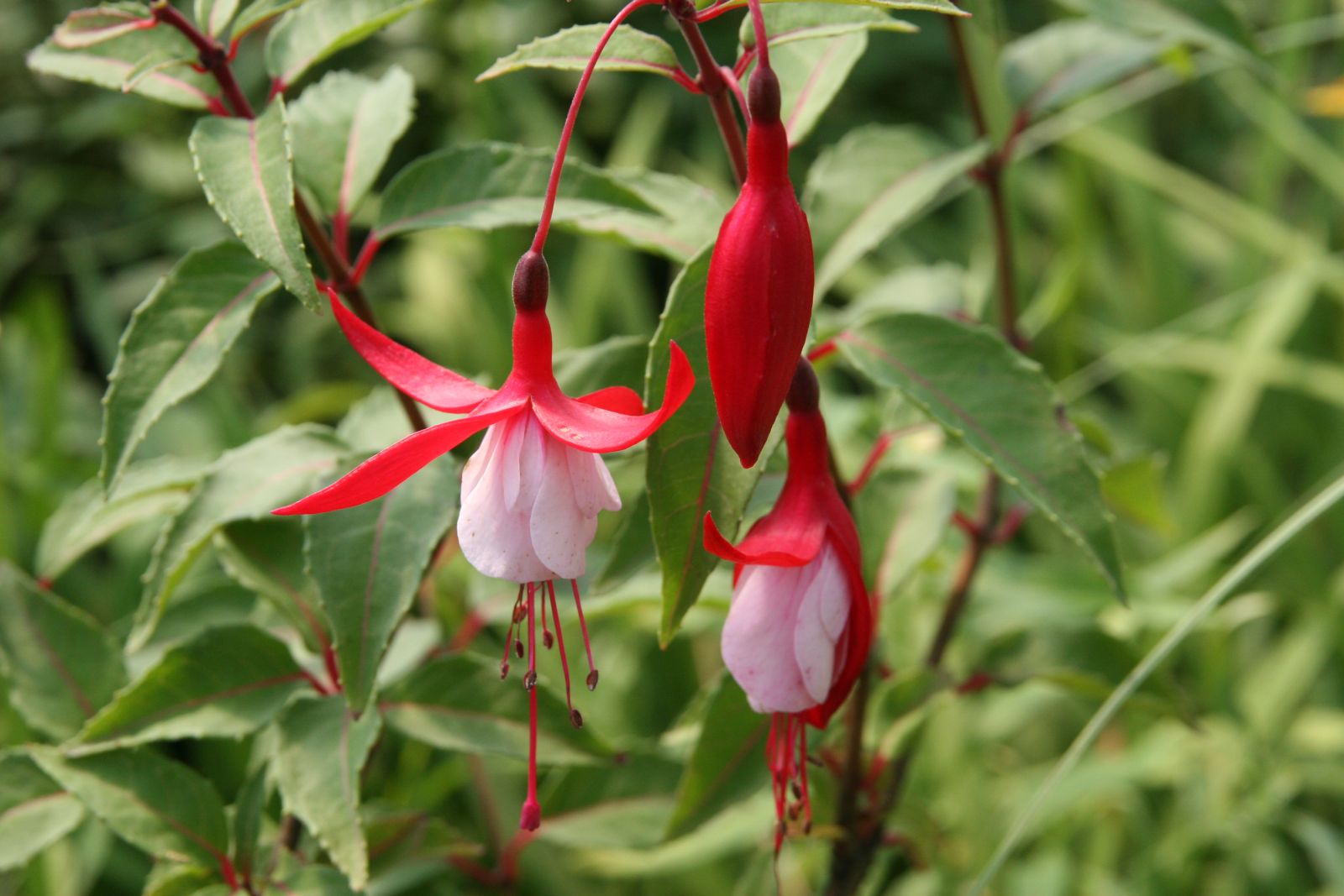 Fuchsia magellanica 'Madame Cornelissen'
