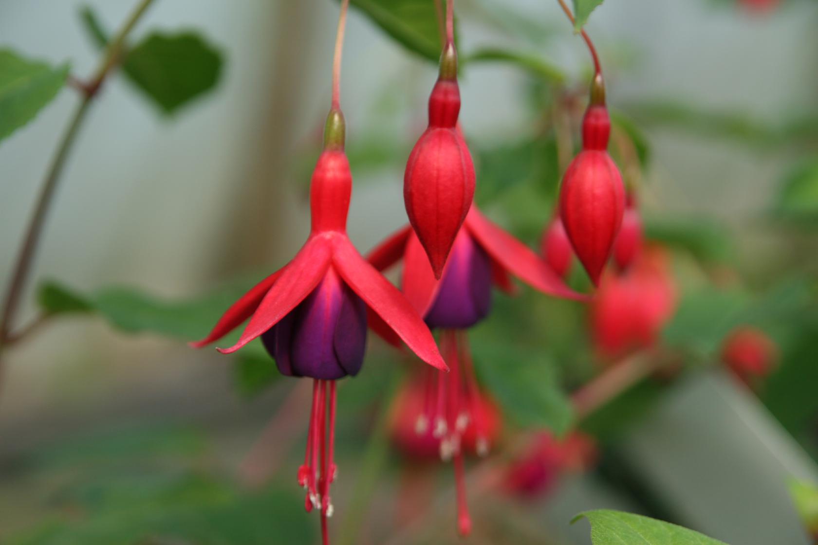 Fuchsia magellanica 'Mrs. Popple'