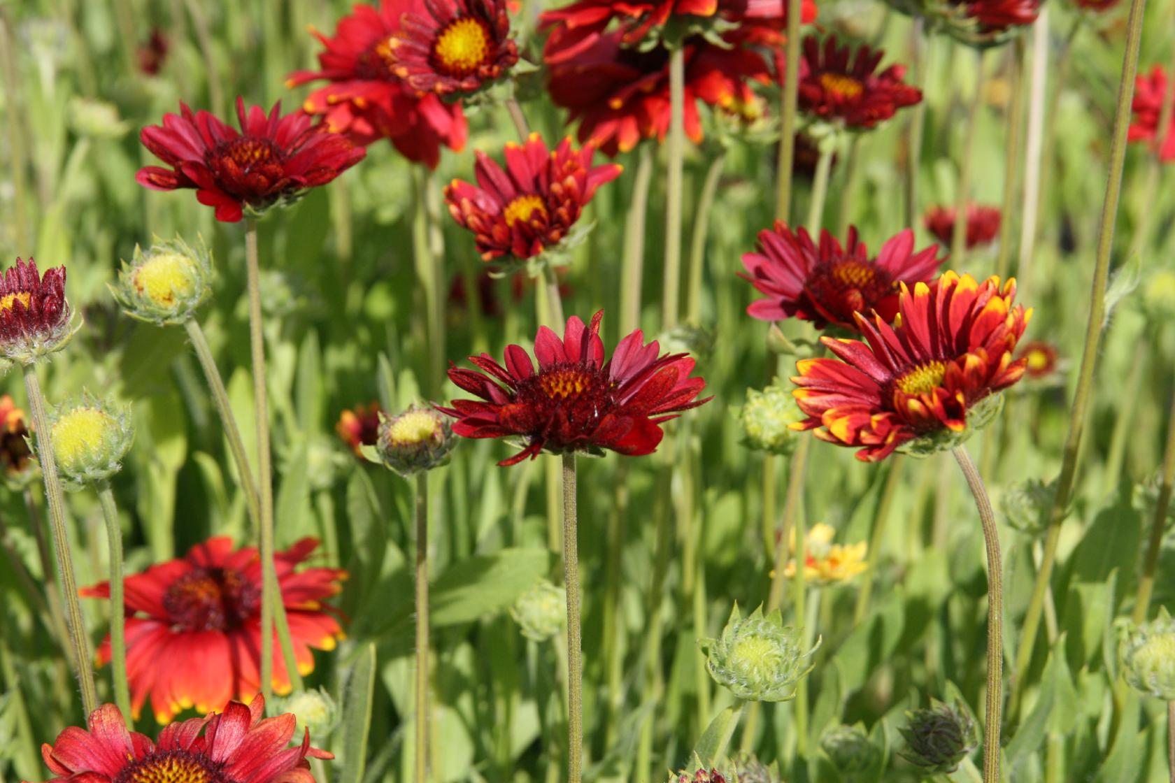 Gaillardia x grandiflora 'Burgunder'