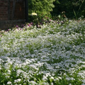 Galium odoratum