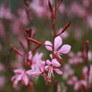 Gaura lindheimerii 'Siskyou Pink'